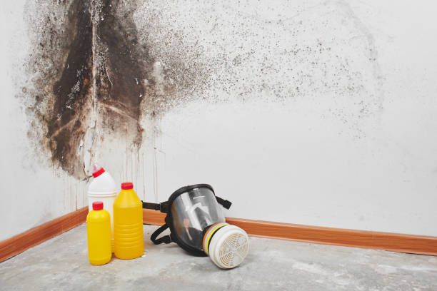Best Toxic Mold Removal  in Pleasant Hill, TX