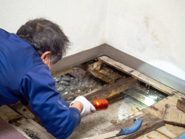 Reliable Pleasant Hill, TX Mold Removal Solutions