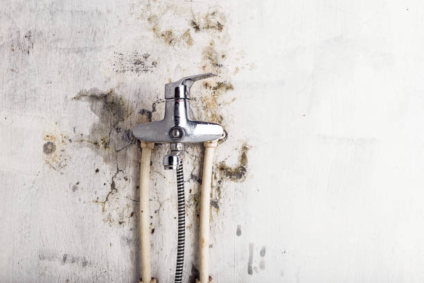 Best Local Mold Removal Service  in Pleasant Hill, TX