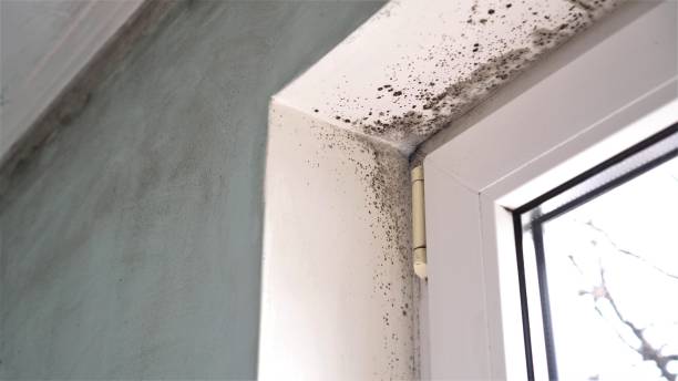 Best Crawl Space Mold Removal  in Pleasant Hill, TX