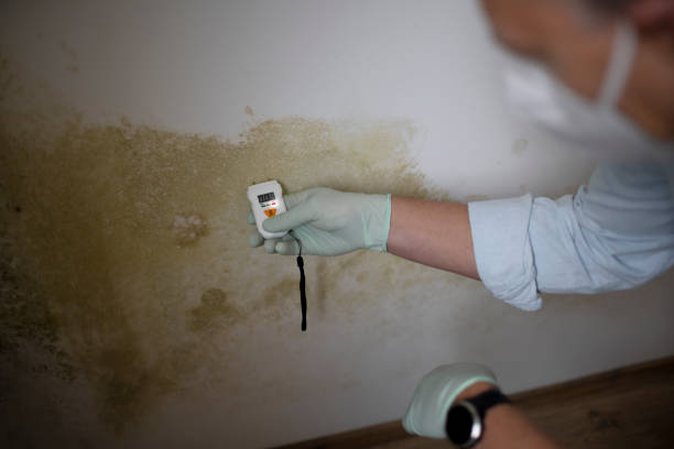 Home Mold Removal in Pleasant Hill, TX