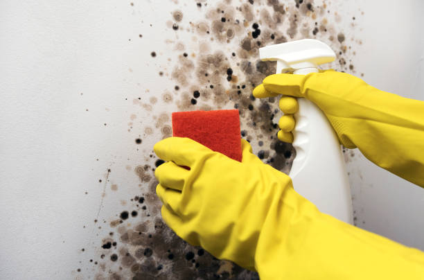Best Home Mold Removal  in Pleasant Hill, TX