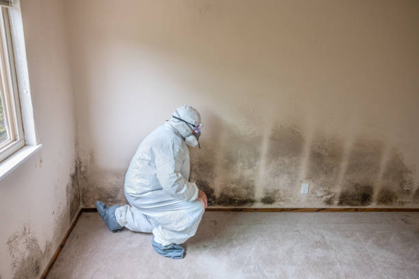 Best Same-Day Mold Removal  in Pleasant Hill, TX