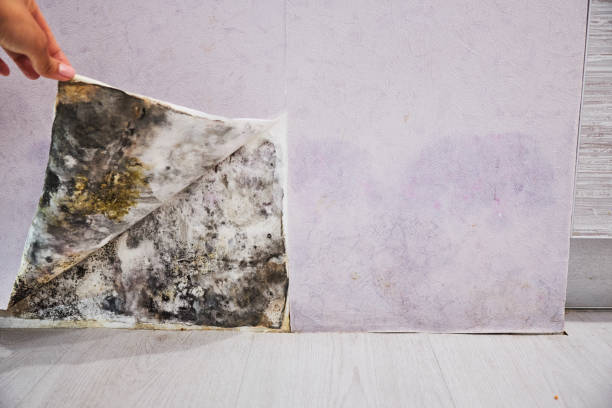 Best Residential Mold Removal  in Pleasant Hill, TX